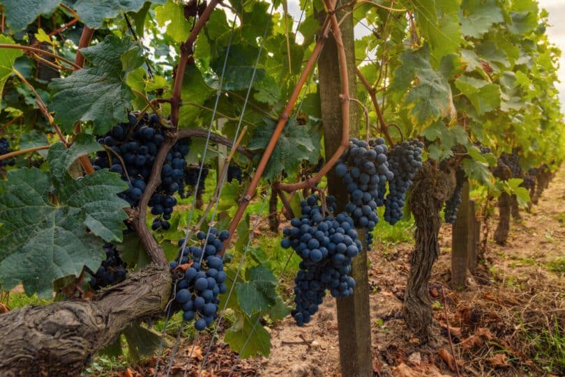 Hemp in Vineyards: Enhancing Vineyard Soil Health and Wine Flavor with Hemp