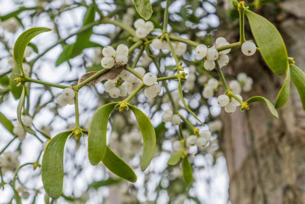 Mistletoe can have white or red berries