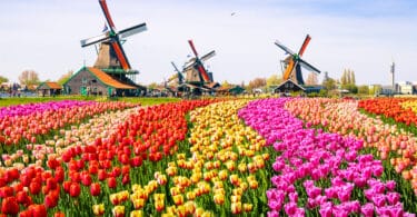 Netherlands Trials Full Legalization of Cannabis