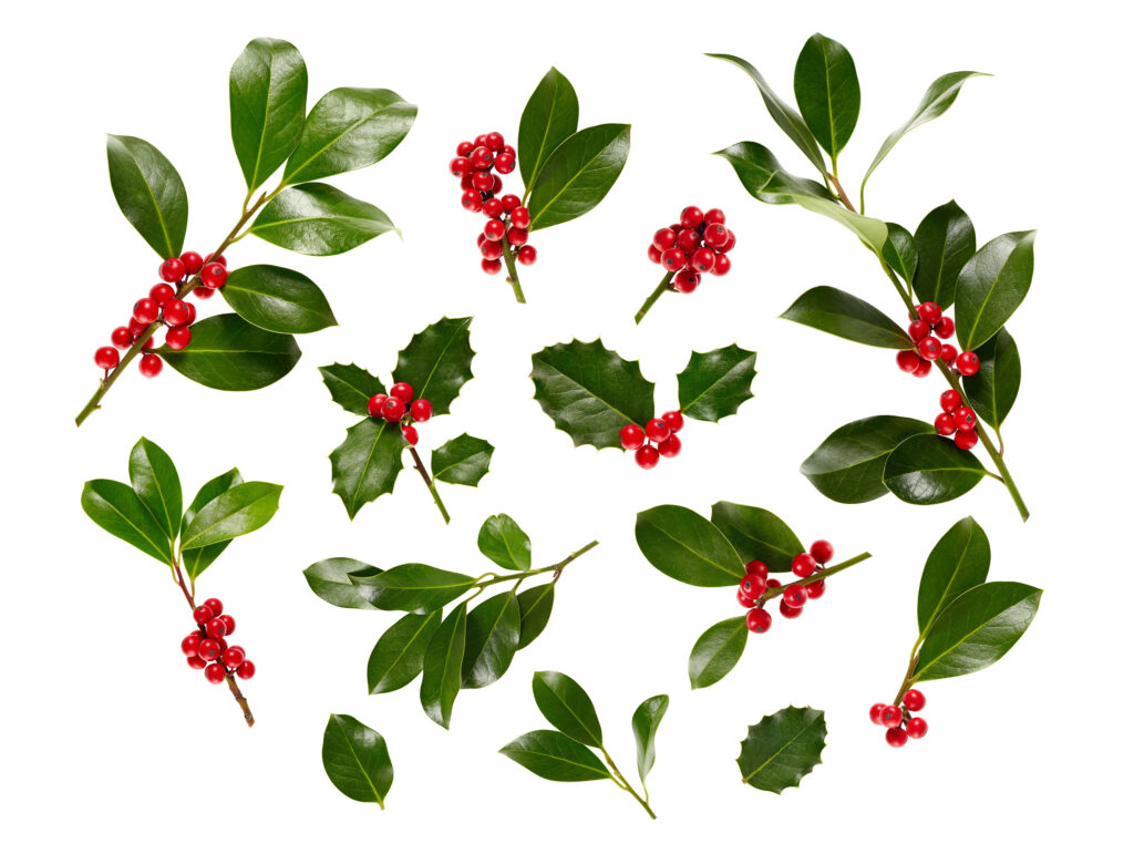 There are many varying species of mistletoe
