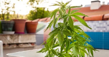 50% of Australians Favor Home Cultivation Of Cannabis