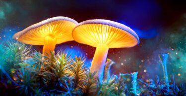 DEA: Psychedelic Mushroom Spores Are Federally Legal