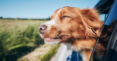 CBD Treatment Reduces Stress and Anxiety in Dogs During Car Rides