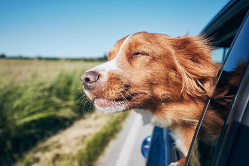 CBD Treatment Reduces Stress and Anxiety in Dogs During Car Rides