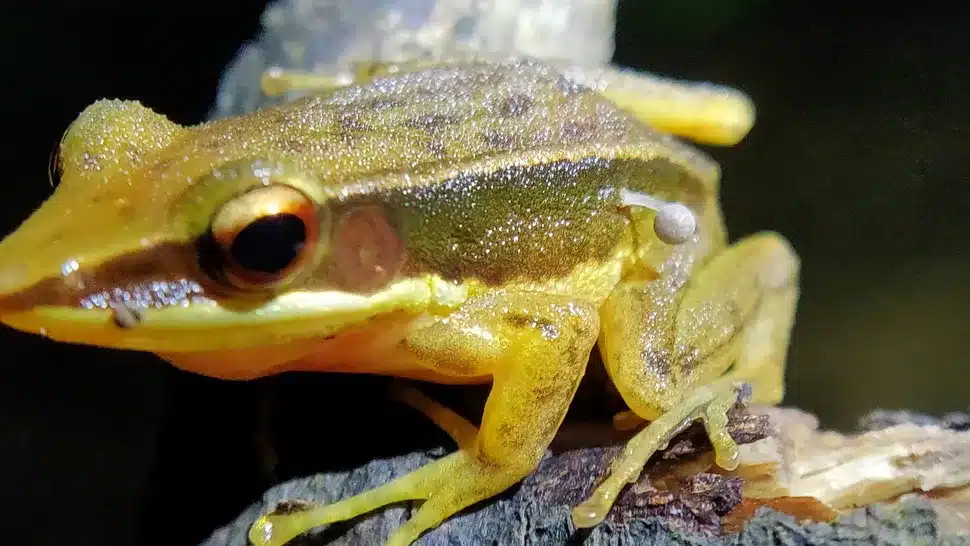Mysterious Mushroom Growth on a Frog Stuns Scientists