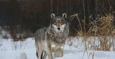 Wolves Near Chernobyl Develop Cancer-Resistant Genes