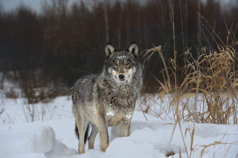 Wolves Near Chernobyl Develop Cancer-Resistant Genes