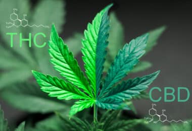 CBD vs. THC for Anxiety Relief: New Study Finds the Answer