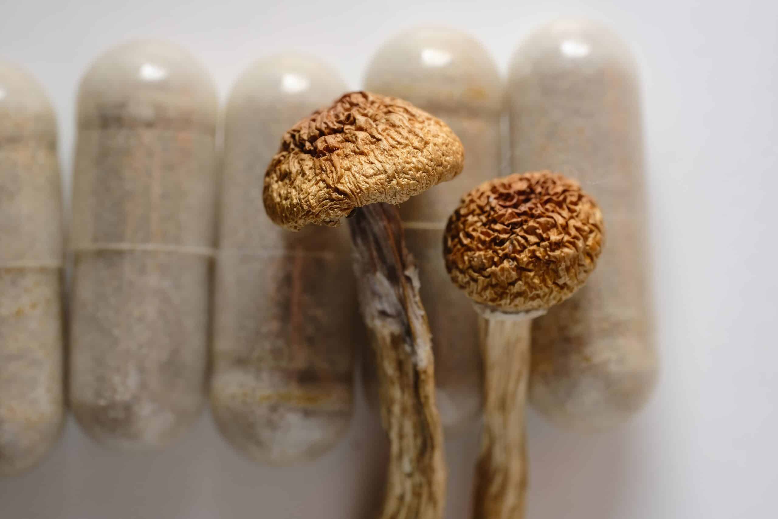 How to Get Legal Psilocybin Capsules?