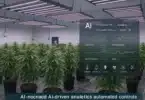 AI-Powered Cultivation Poised to Revolutionize Cannabis Industry