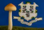 Will Connecticut Decriminalize Psilocybin Possession