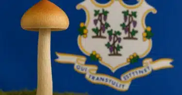 Will Connecticut Decriminalize Psilocybin Possession