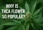 THCA Flower Popularity is Rising in THC-Regulated States