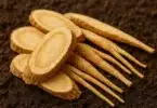 Astragalus Root Benefits, Uses, and Everyday Wellness