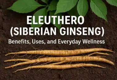 Eleuthero (Siberian Ginseng) Benefits, Uses, and Everyday Wellness