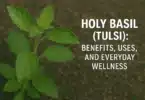 Holy Basil (Tulsi) Benefits, Uses, and Everyday Wellness
