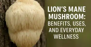 Lion’s Mane Mushroom Benefits, Uses, and Everyday Wellness