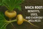 Maca Root Benefits, Uses, and Everyday Wellness
