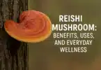 Reishi Mushroom Benefits, Uses, and Everyday Wellness