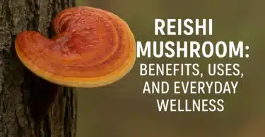 Reishi Mushroom Benefits, Uses, and Everyday Wellness