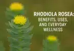 Rhodiola Rosea Benefits, Uses, and Everyday Wellness