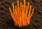 Cordyceps Mushroom Benefits, Uses, and Everyday Wellness