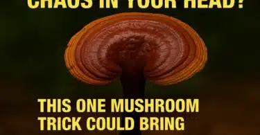 Reishi Mushroom The Natural Path to Instant Calm