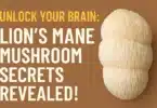 Unlock Your Brain Lion’s Mane Mushroom Secrets Revealed!