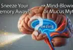 Can Sneezing Change Your Memory The Science of Pressure, Brains, and Recall