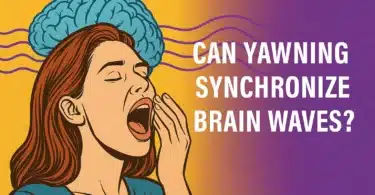 Can Yawning Synchronize Brain Waves