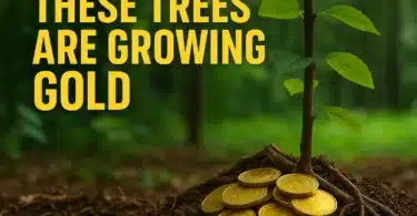 Gold In Trees - Finland’s Trees Are Making Real Gold