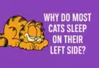 Why Do Cats Sleep on Their Left Side