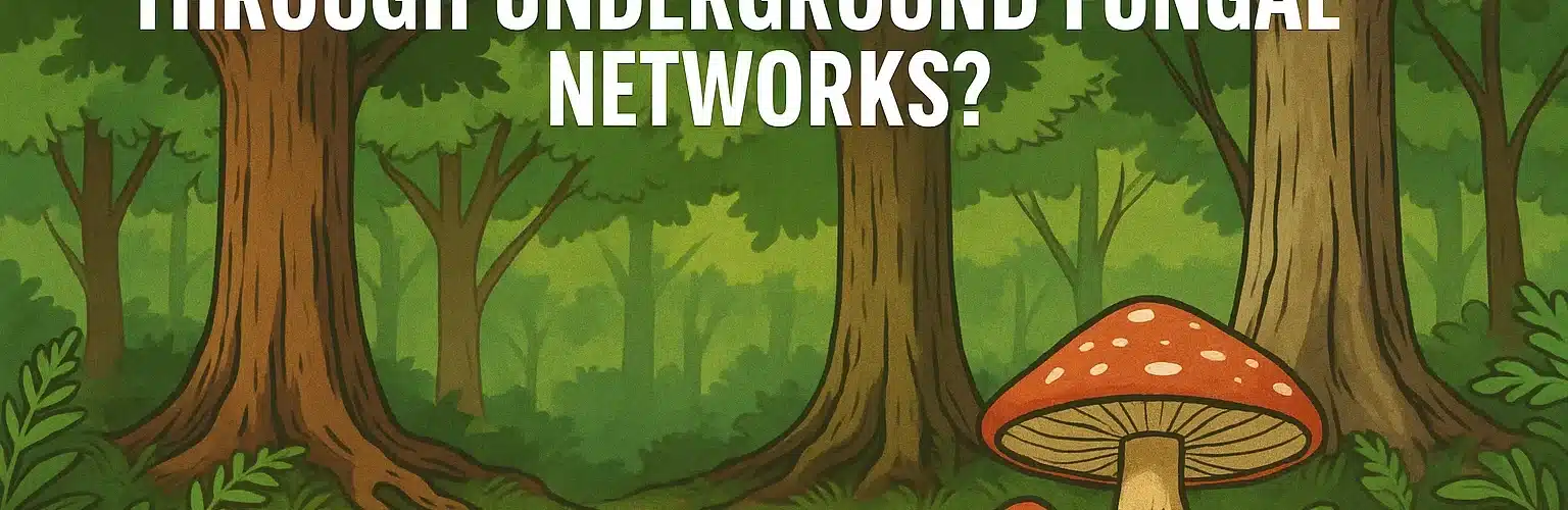 Wood-Wide Web - The Hidden Internet of the Forest