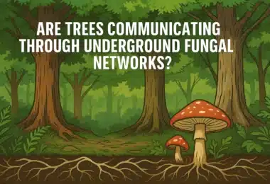 Wood-Wide Web - The Hidden Internet of the Forest