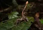 Cordyceps and the Zombie-Ant Fungus