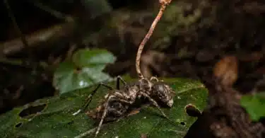 Cordyceps and the Zombie-Ant Fungus