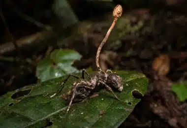 Cordyceps and the Zombie-Ant Fungus