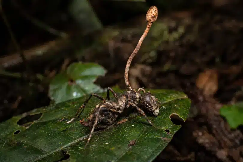 Cordyceps and the Zombie-Ant Fungus