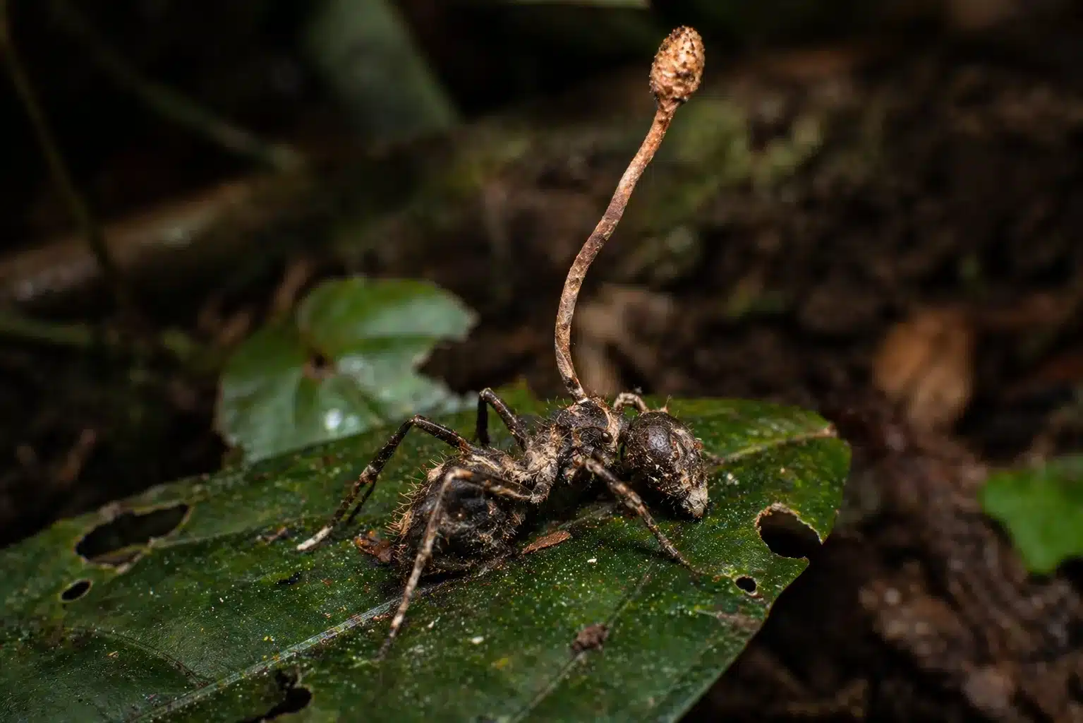 cordyceps zombie ant fungus